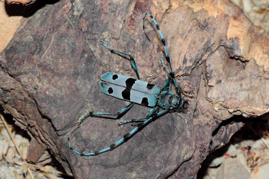 Rosalia alpina ed altro cerambicide da id.